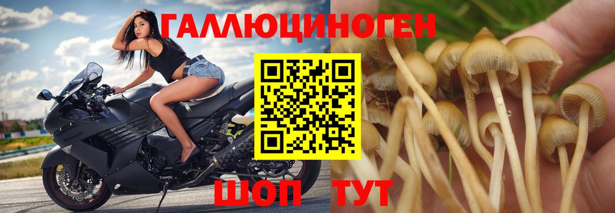 Волгоград  Псилоцибиновые грибы прущие грибы  Вход с VPN  Псилоцибиновые грибы прущие грибы 